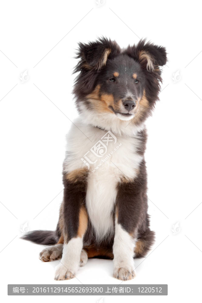 喜樂蒂牧羊犬