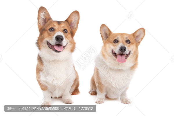 威爾士柯基犬