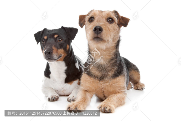 Jack,Russel,Terrier的狗和一個混合品種的狗