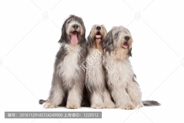 三長須柯利牧羊犬