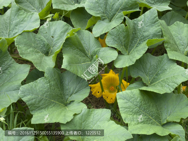 南瓜的葉子和花