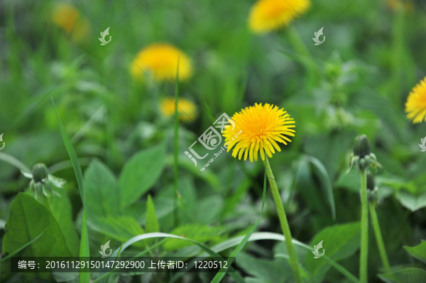 蒲公英開(kāi)花
