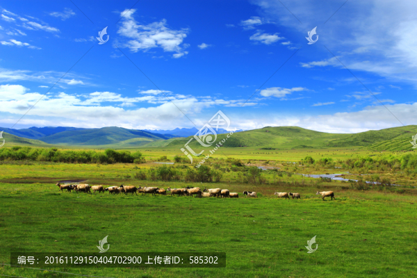 草原羊群