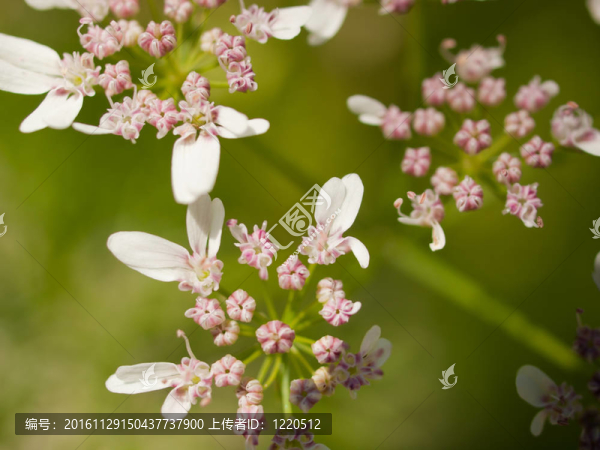 香菜開花