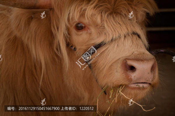 蘇格蘭高地毛牛
