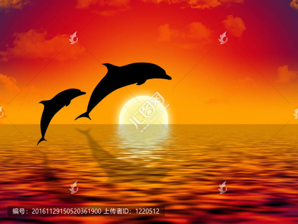 游泳的海豚
