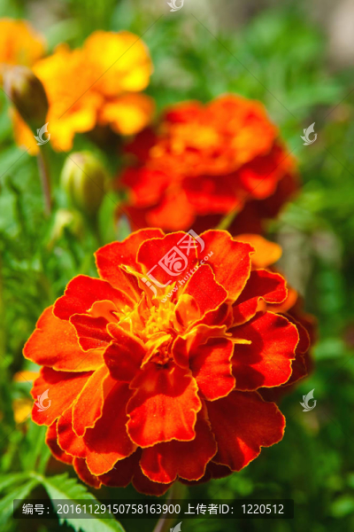 萬(wàn)壽菊