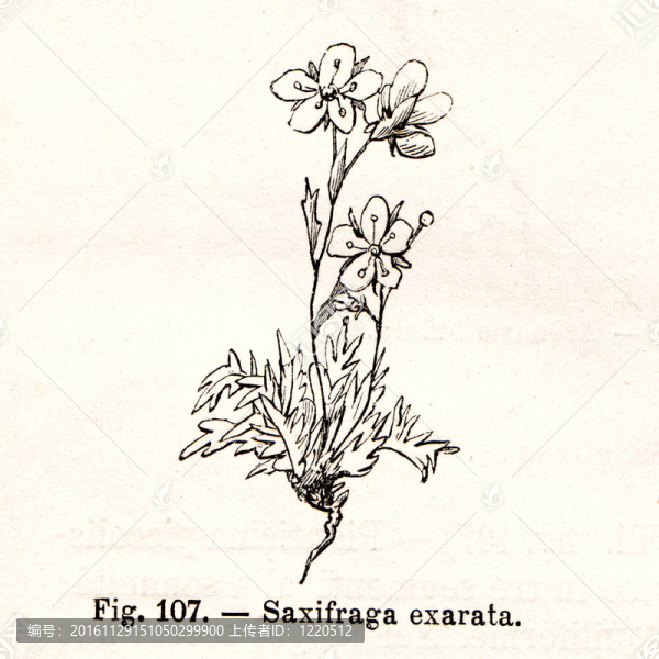 復古花卉插圖