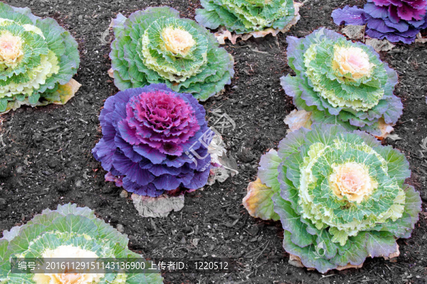 白菜花