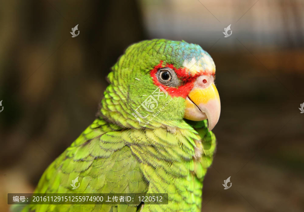鸚鵡
