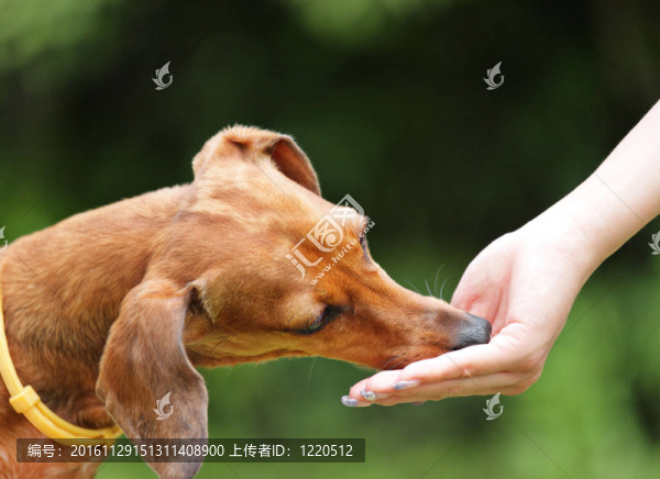 喂狗