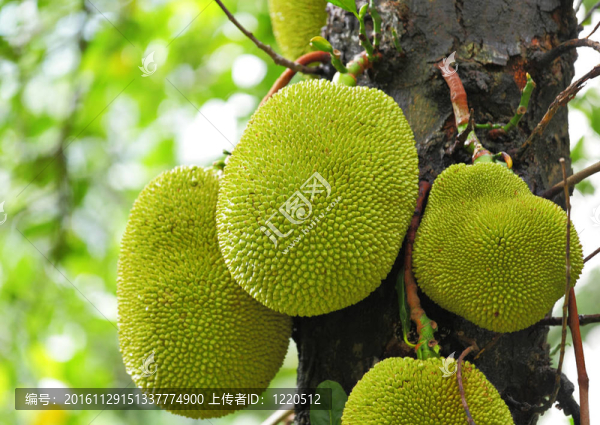 菠蘿蜜樹