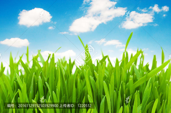 綠色草對(duì)藍(lán)天