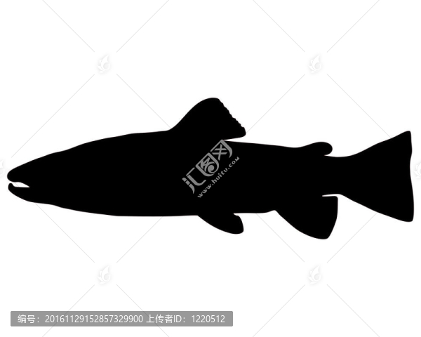 布朗鱒魚(yú)