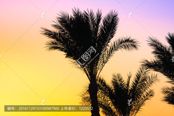 棕櫚樹剪影