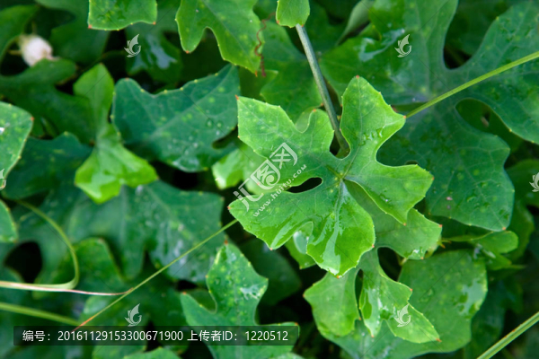 花瓣樹葉