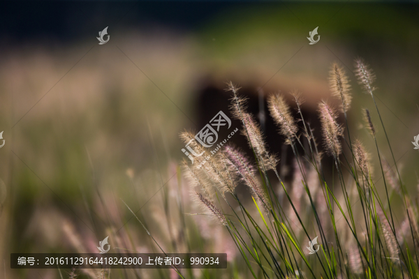 狗尾草,草