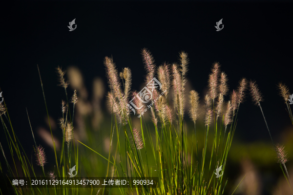 狗尾草,草