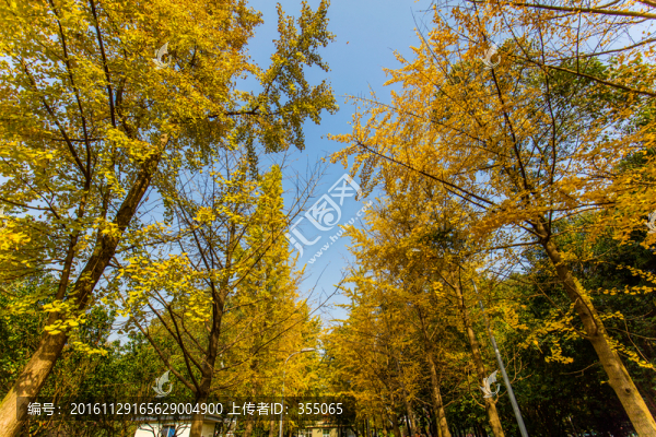 銀杏