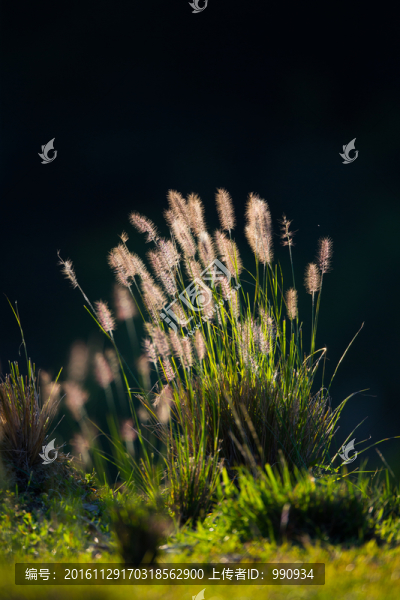 狗尾草,稻草,草,秋天