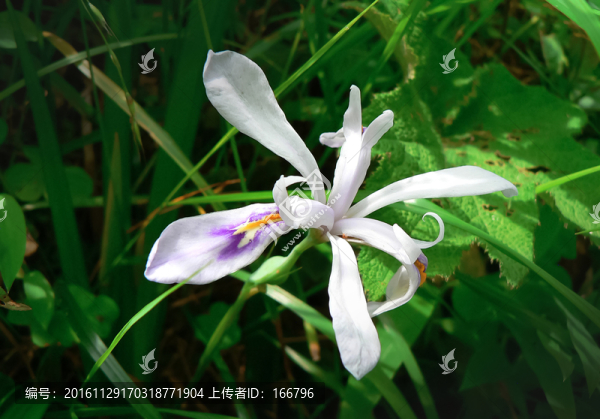 野生蘭花