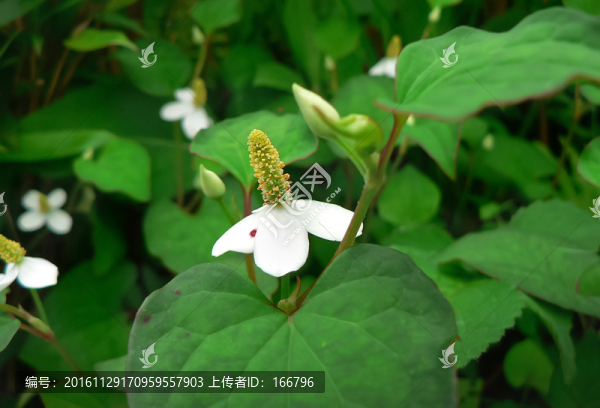 長蕊小白花