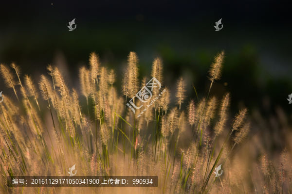 草,狗尾草