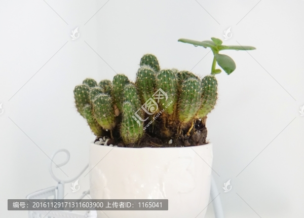 仙人球