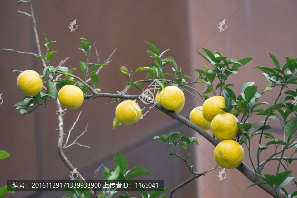 橙子