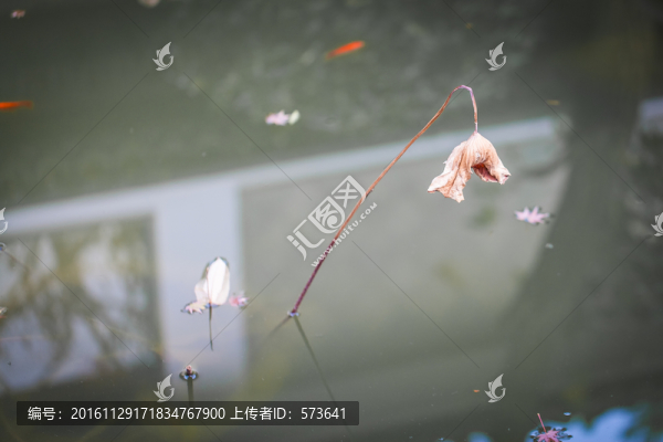 殘荷,荷葉,荷花
