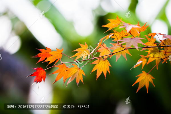 楓葉