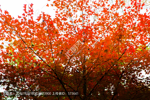 天平山秋色,紅葉