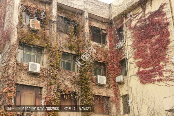 墻壁爬山虎