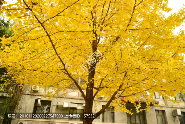 校園銀杏樹