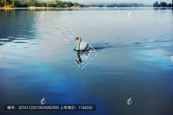 東歐寧靜湖泊中悠閑的白天鵝