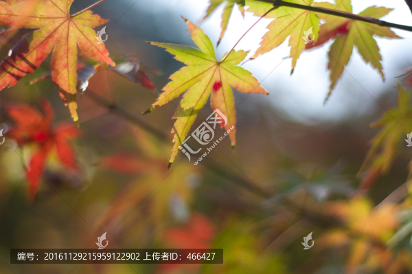楓葉,秋
