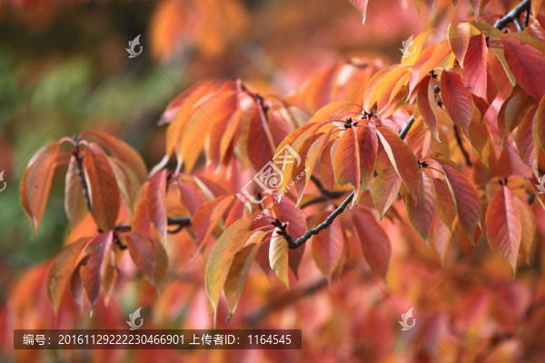 櫻花秋葉