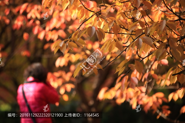 櫻花秋色