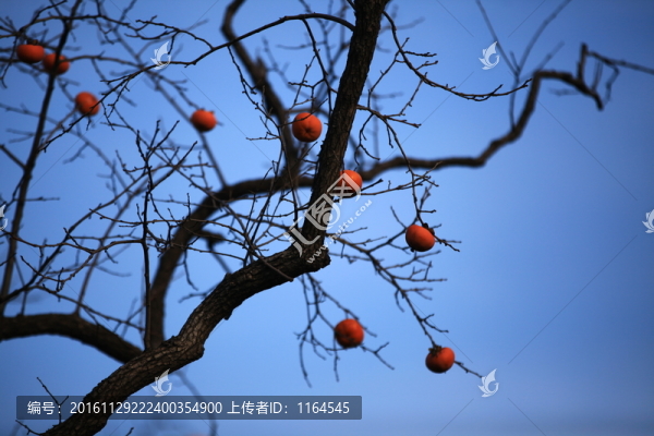 紅柿枝頭鬧