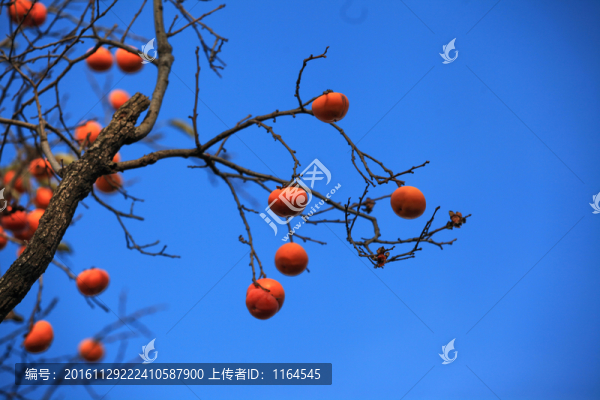 紅柿枝頭鬧