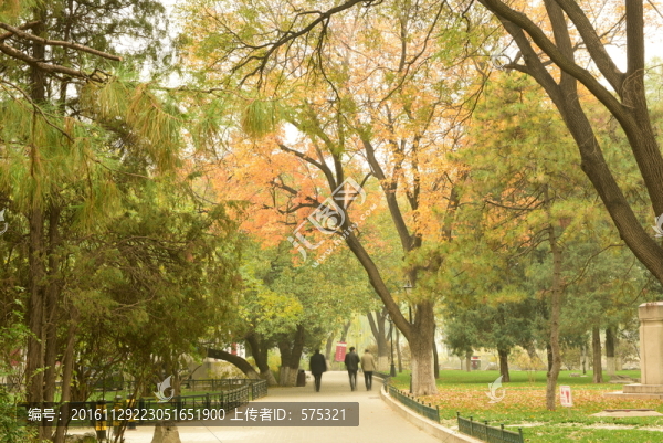 秋色,小路,游客