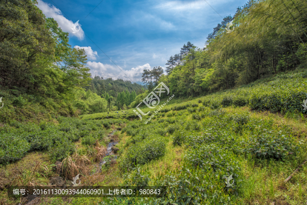 太平猴魁茶園