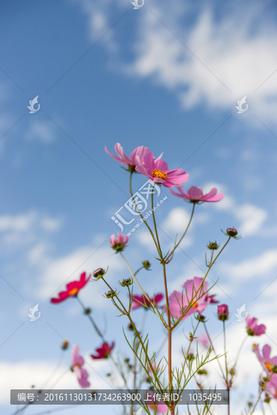 格桑花