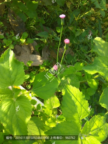 冬季盛開的野花