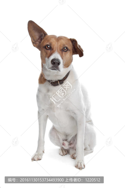 混合品種的jack,russel梗