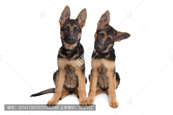 兩個德國牧羊犬