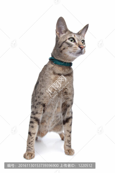 熱帶草原貓