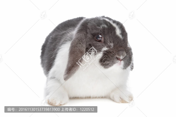 長毛兔