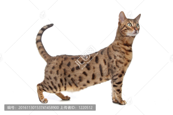 孟加拉貓