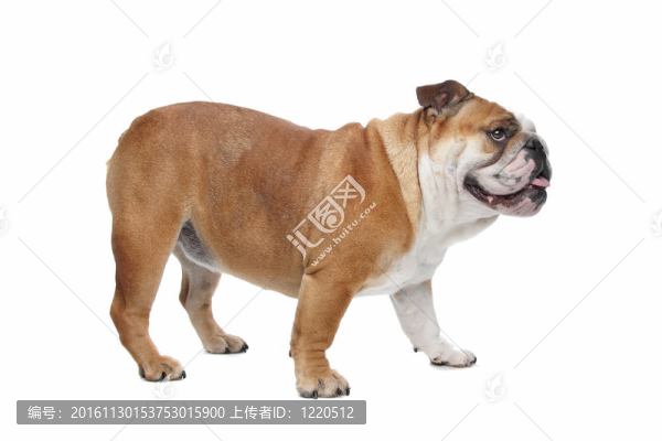 英國(guó)斗牛犬